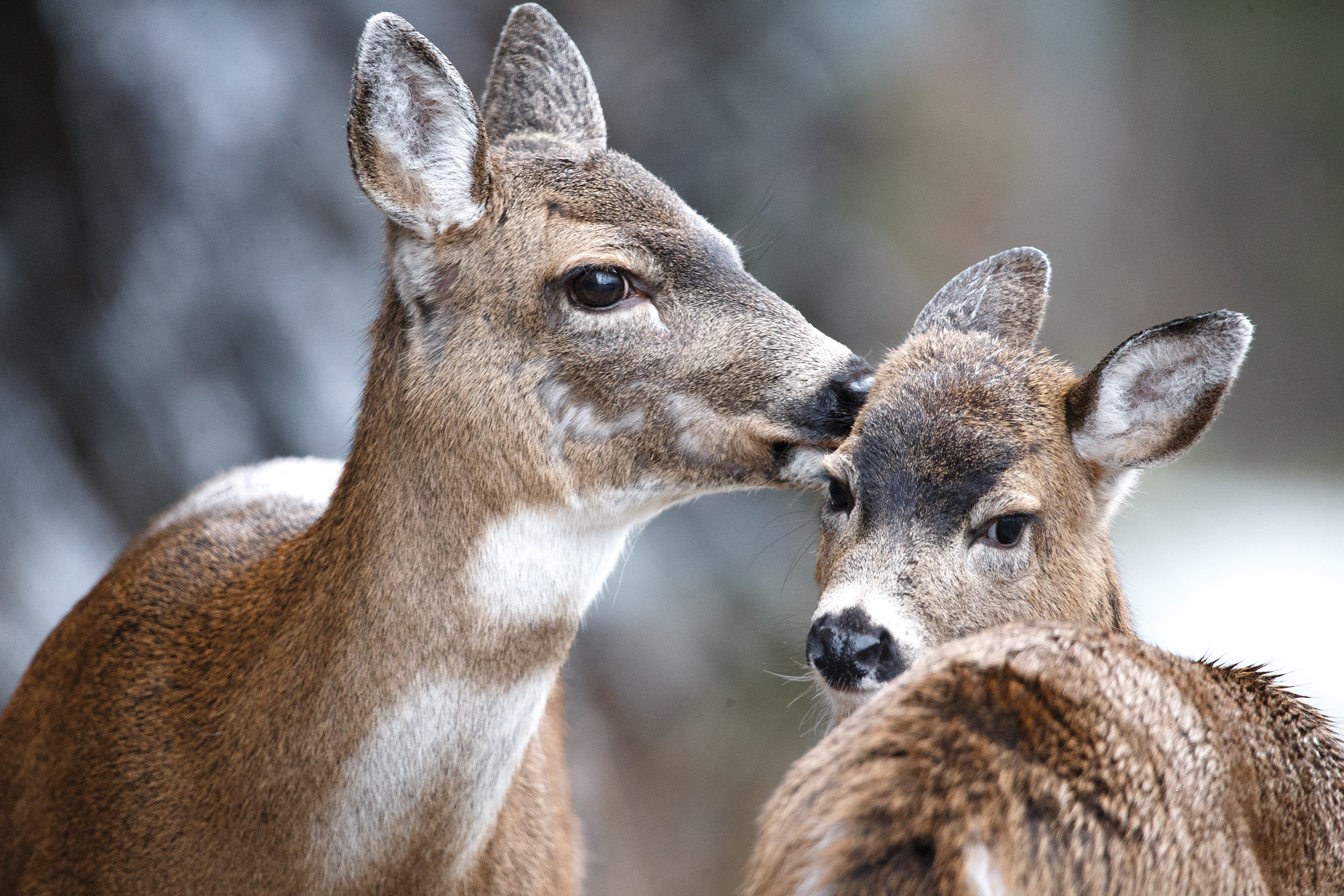 2023 02 08 Deer CMYK